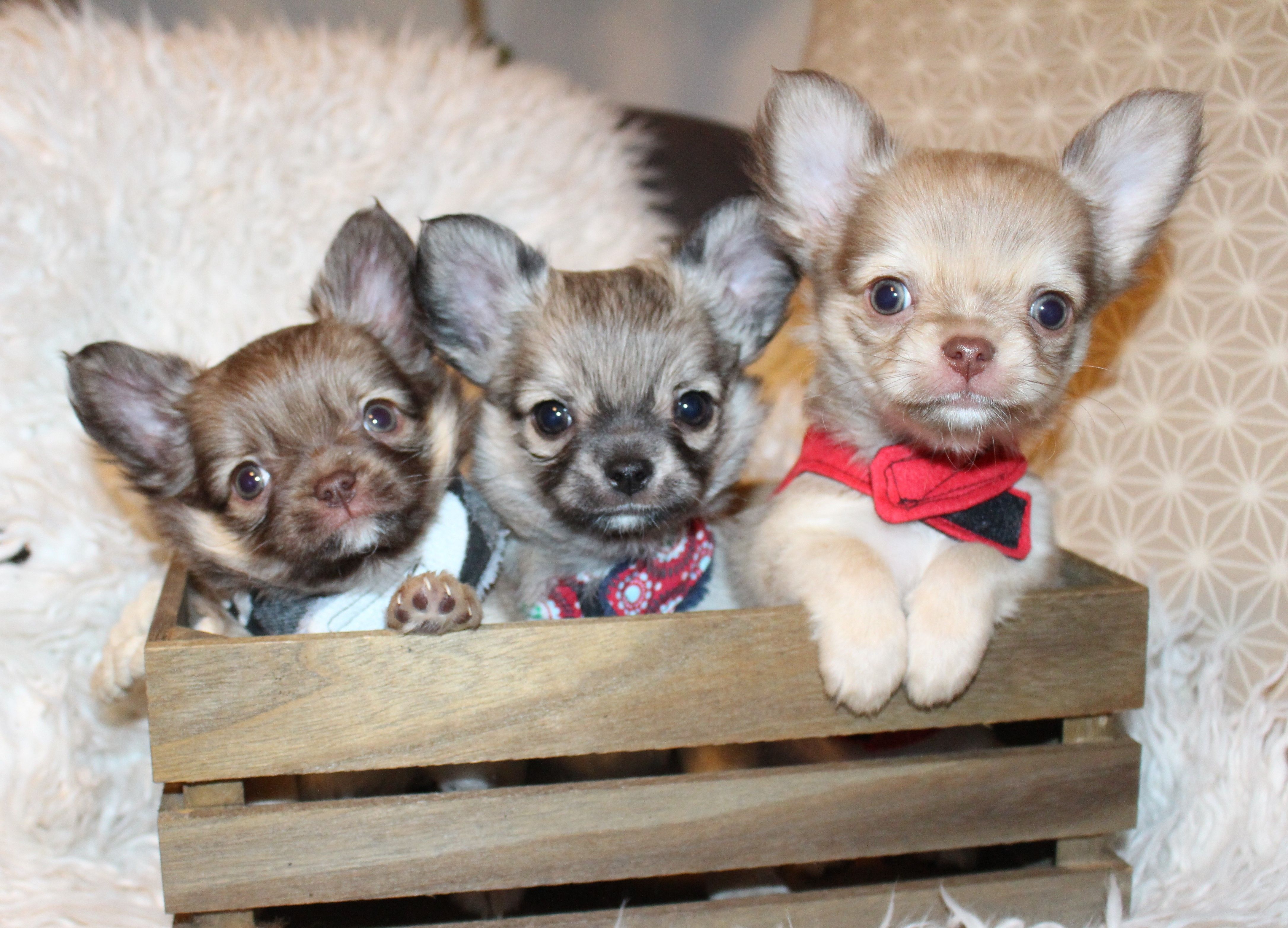 Chihuahuas of litte lions, Chihuahuazucht, Kurzhaar, Langhaar, Chihuahuawelpen, Welpen, Wien